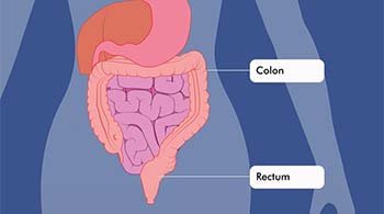 diagram of colon and rectum area