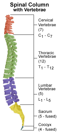 spine regions